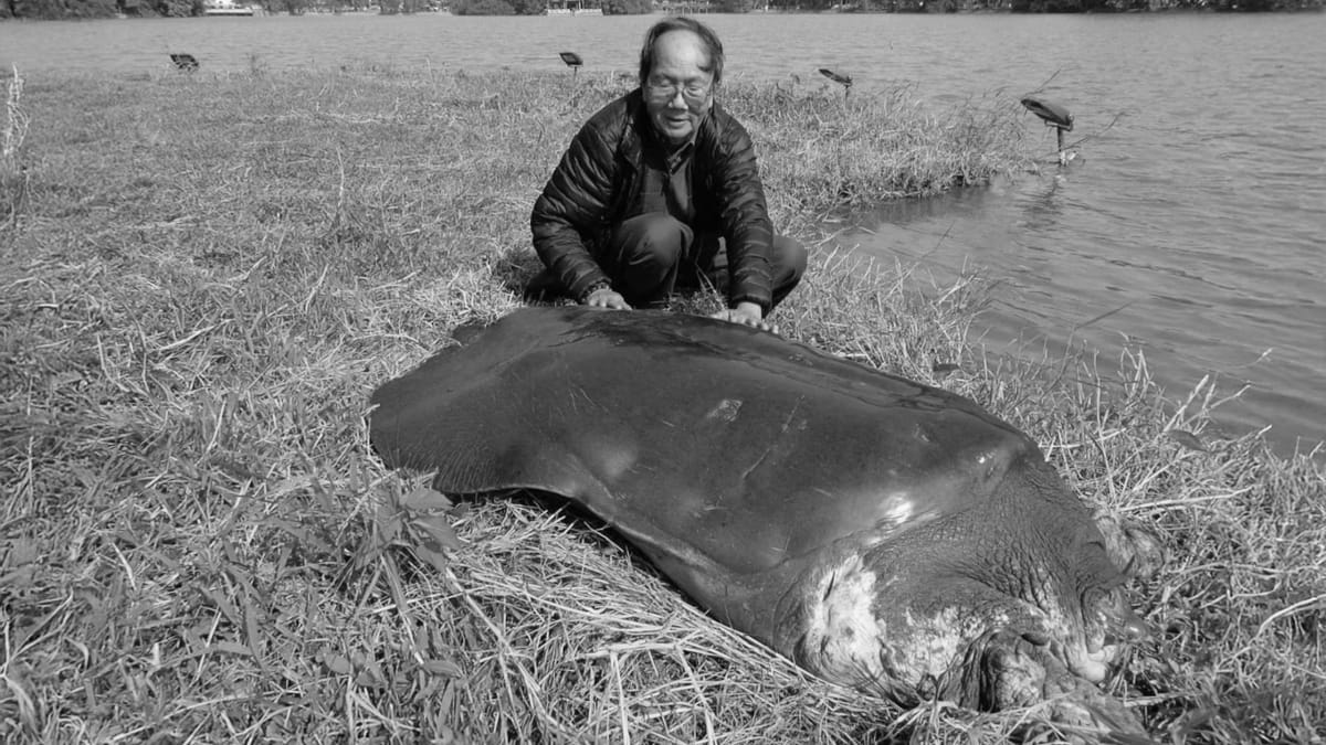 Zoologist Hà Đình Đức standing beside Hanoi's Hồ Gươm lake with giant softshell turtle