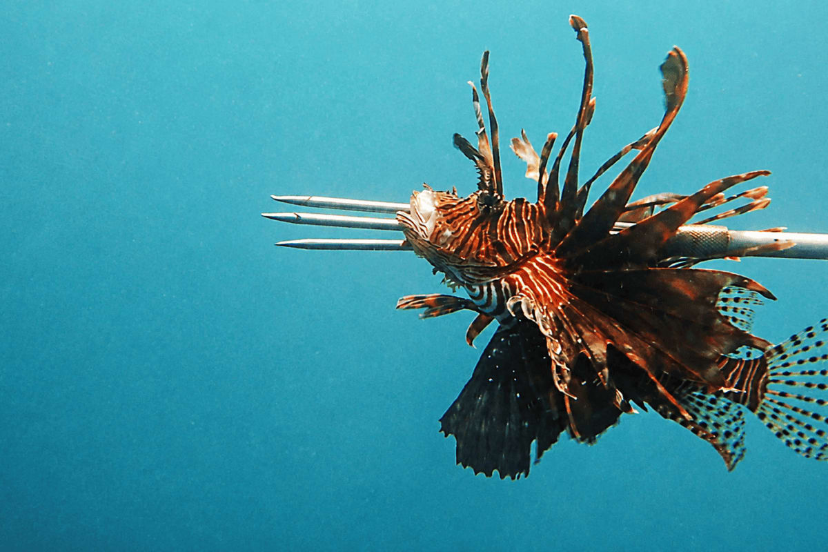Divers in Honduras hold freshly caught invasive lionfish during community hunting derby