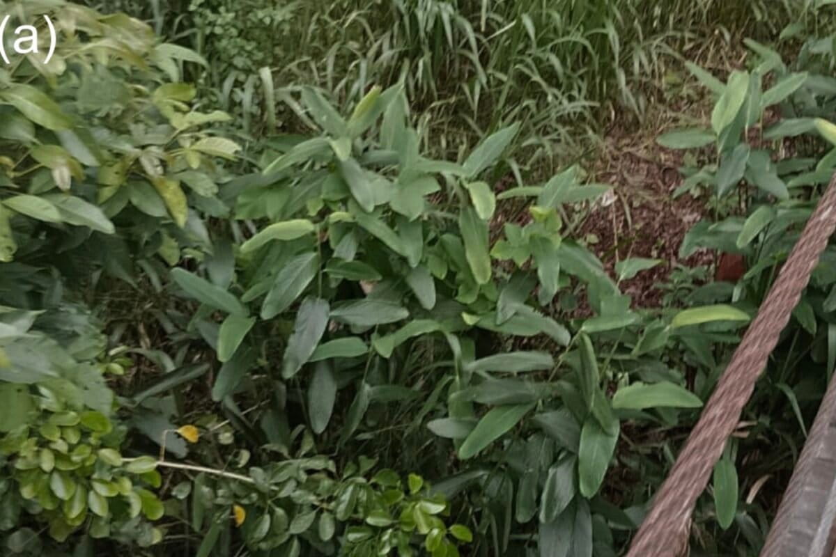 Rare Plant Found in Sri Lanka After 170 Years Missing - Image 2