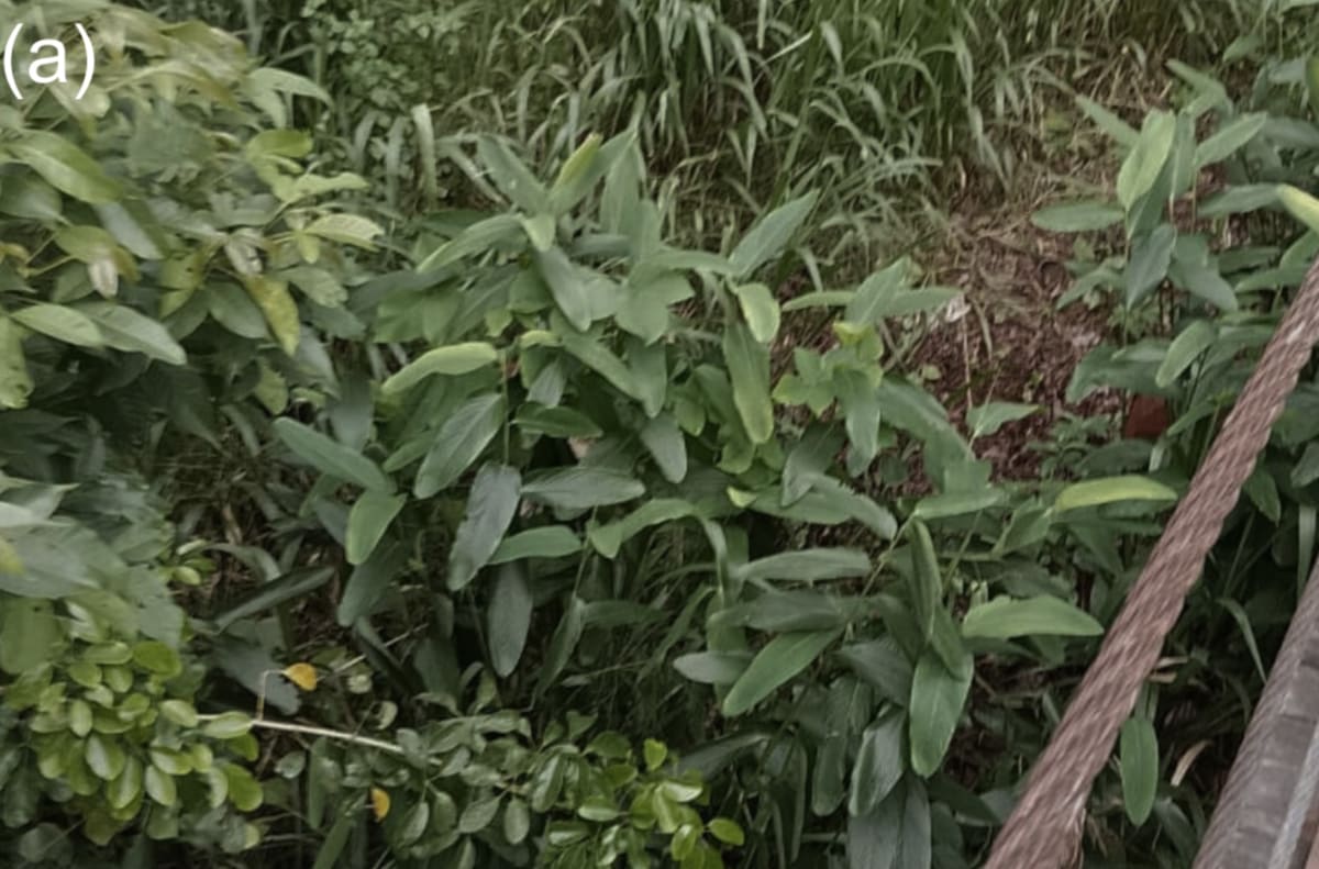 Rare Plant Found in Sri Lanka After 170 Years Missing