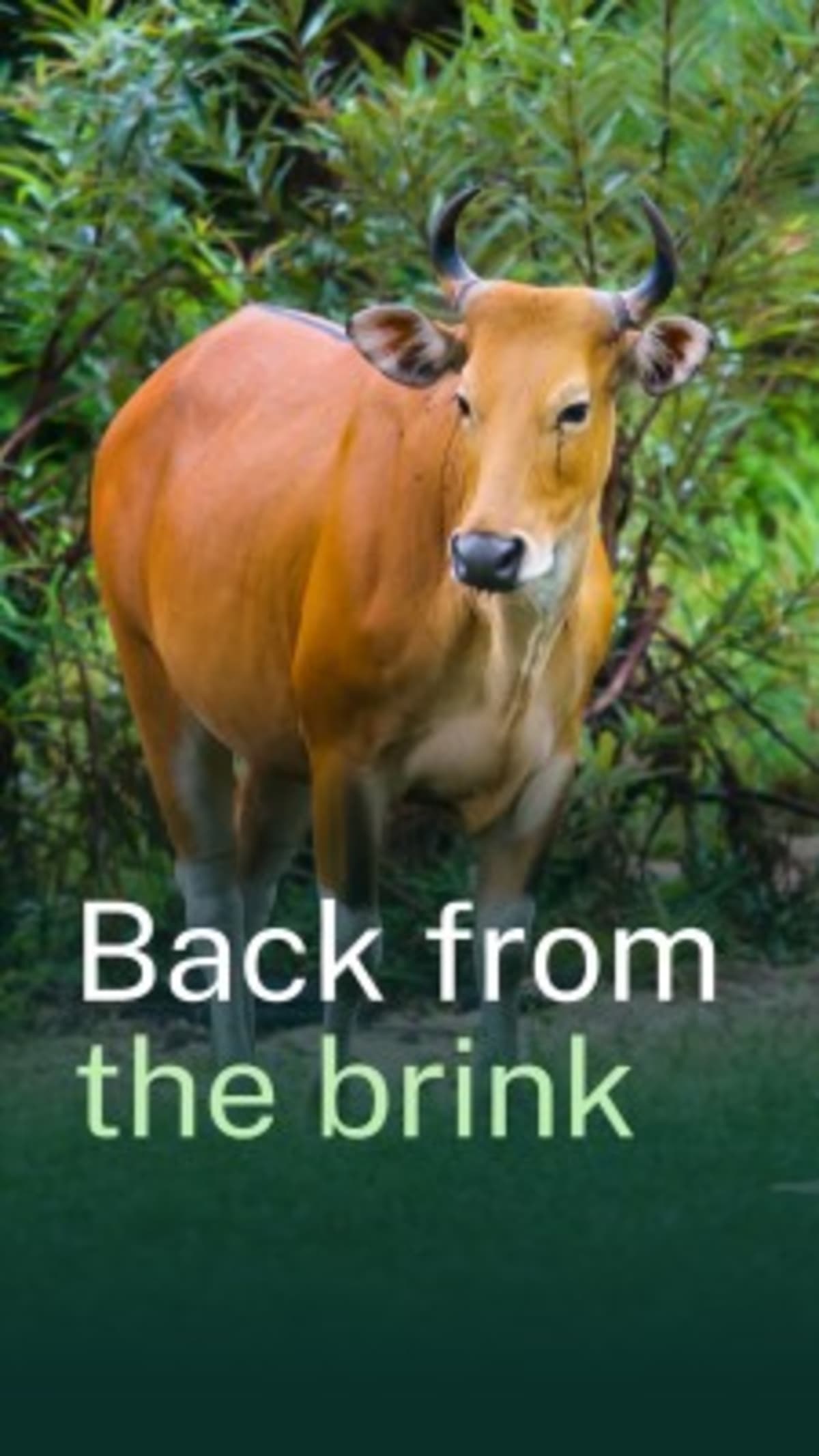 Thailand's Rare Wild Banteng Thrives Again in Sanctuary