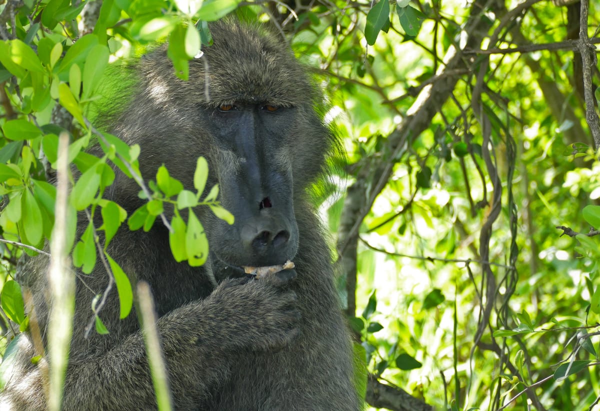 Malawi's Native Fruit Trees Fight Hunger and Save Forests