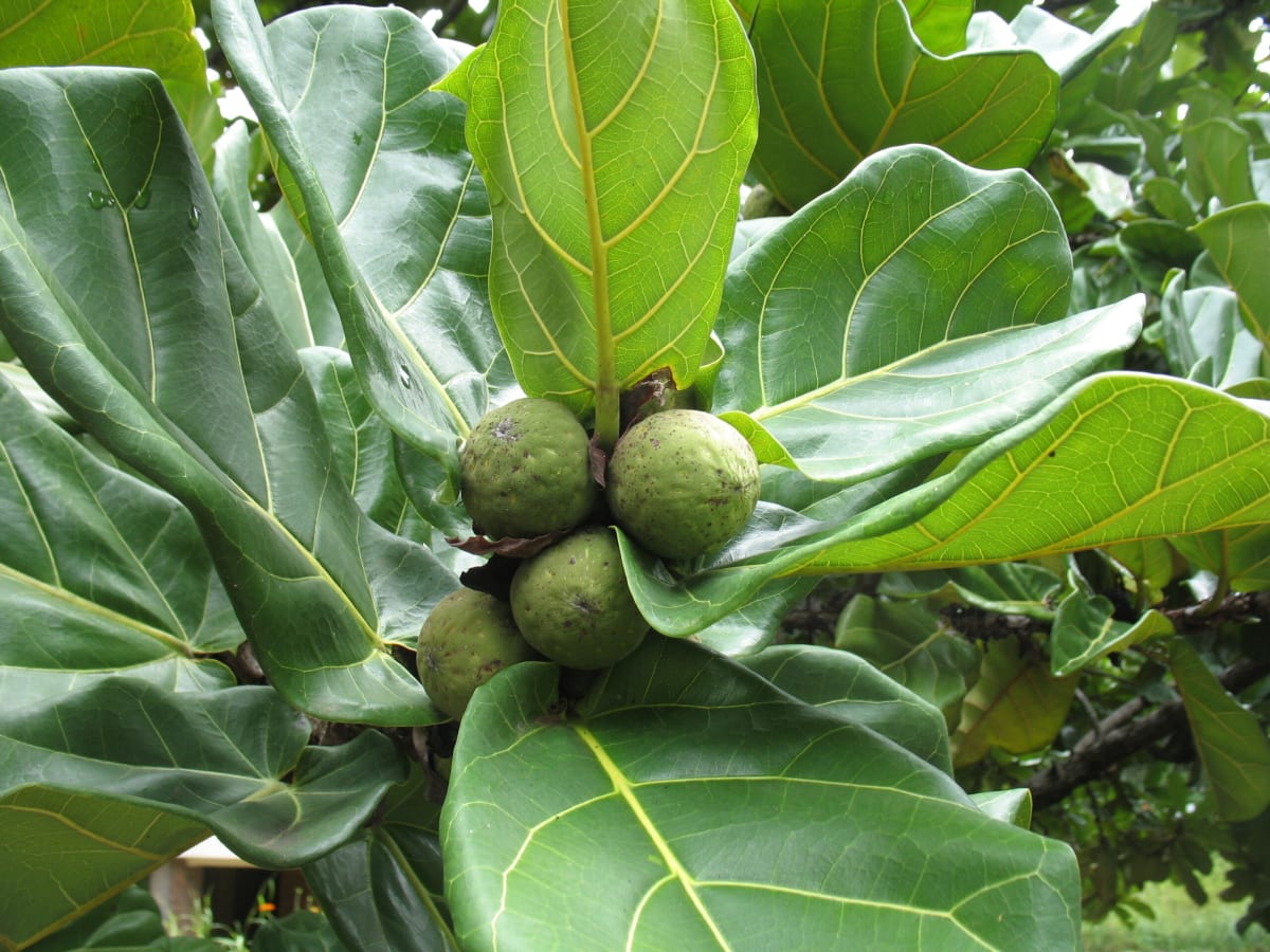 Malawi's Native Fruit Trees Fight Hunger and Save Forests - Image 5