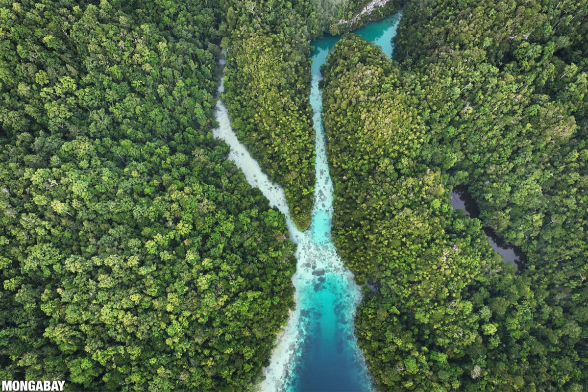 20 Indigenous Groups Unite to Protect Raja Ampat - Image 4