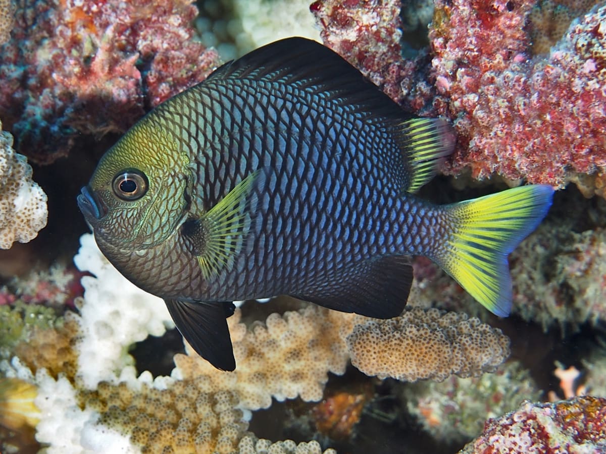 Yellow and black damselfish swimming near branching coral in clear tropical ocean water