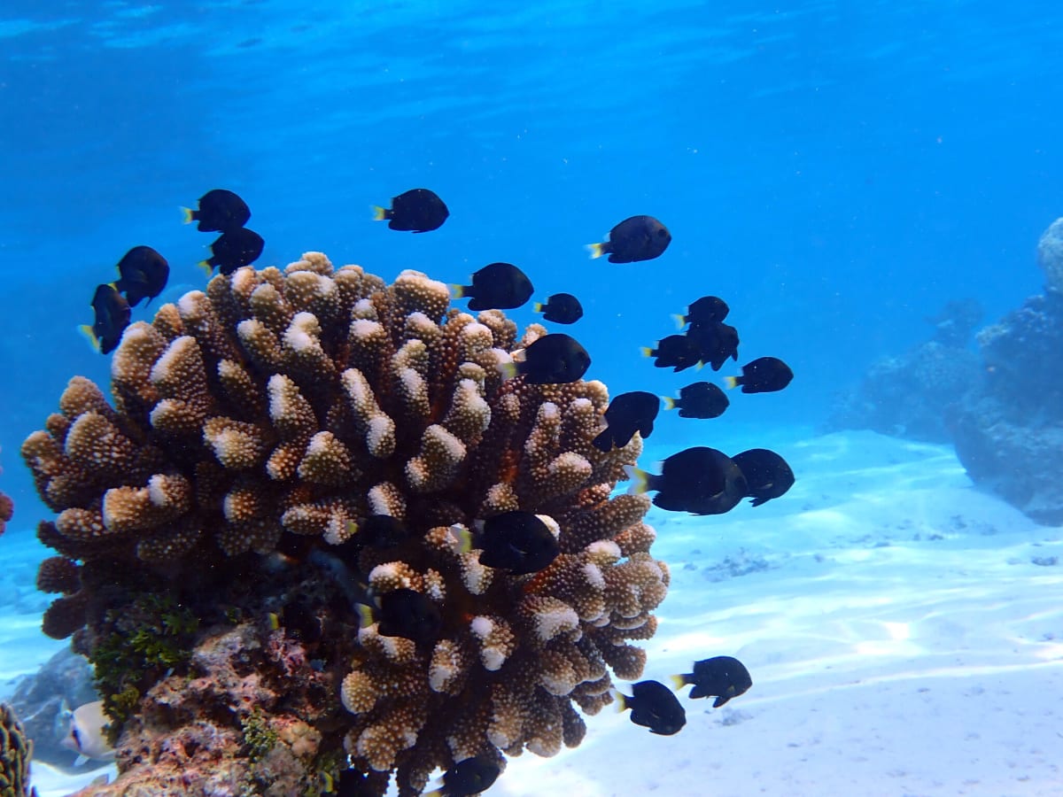 Tiny Fish Speed Coral Healing by 55% in New Study - Image 3