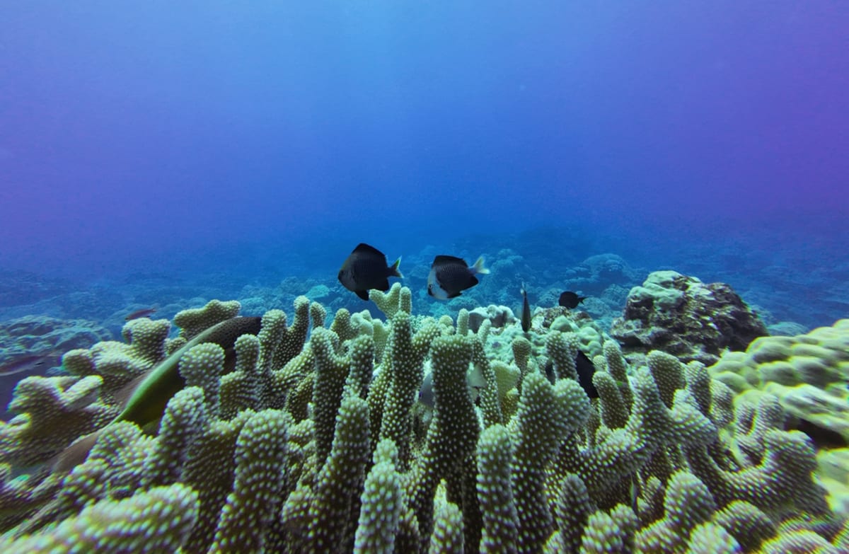 Tiny Fish Speed Coral Healing by 55% in New Study - Image 5