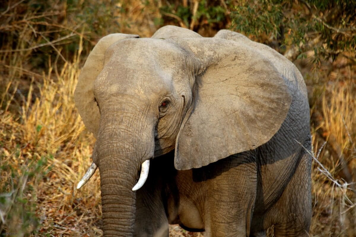 Vietnam Seizes 1.2 Tons of Ivory in Major Wildlife Bust - Image 2
