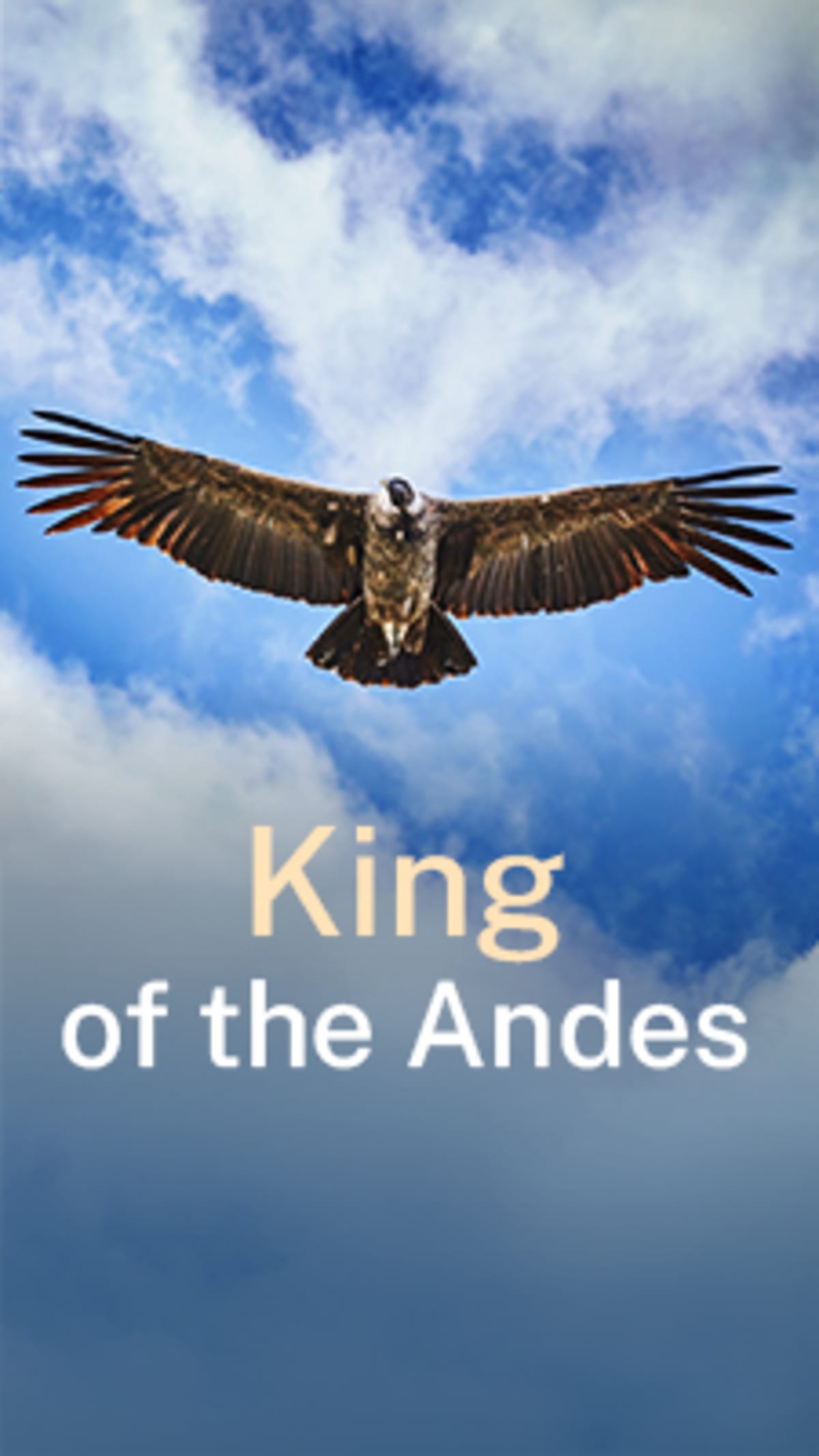 Colombian Sheep Farmers Now Protect Endangered Condors