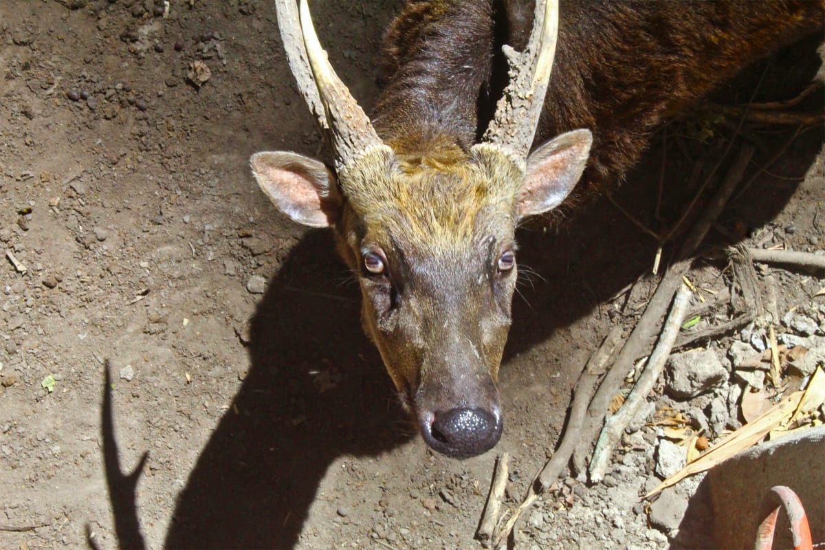 Scientists Map DNA to Save Rare Philippine Spotted Deer