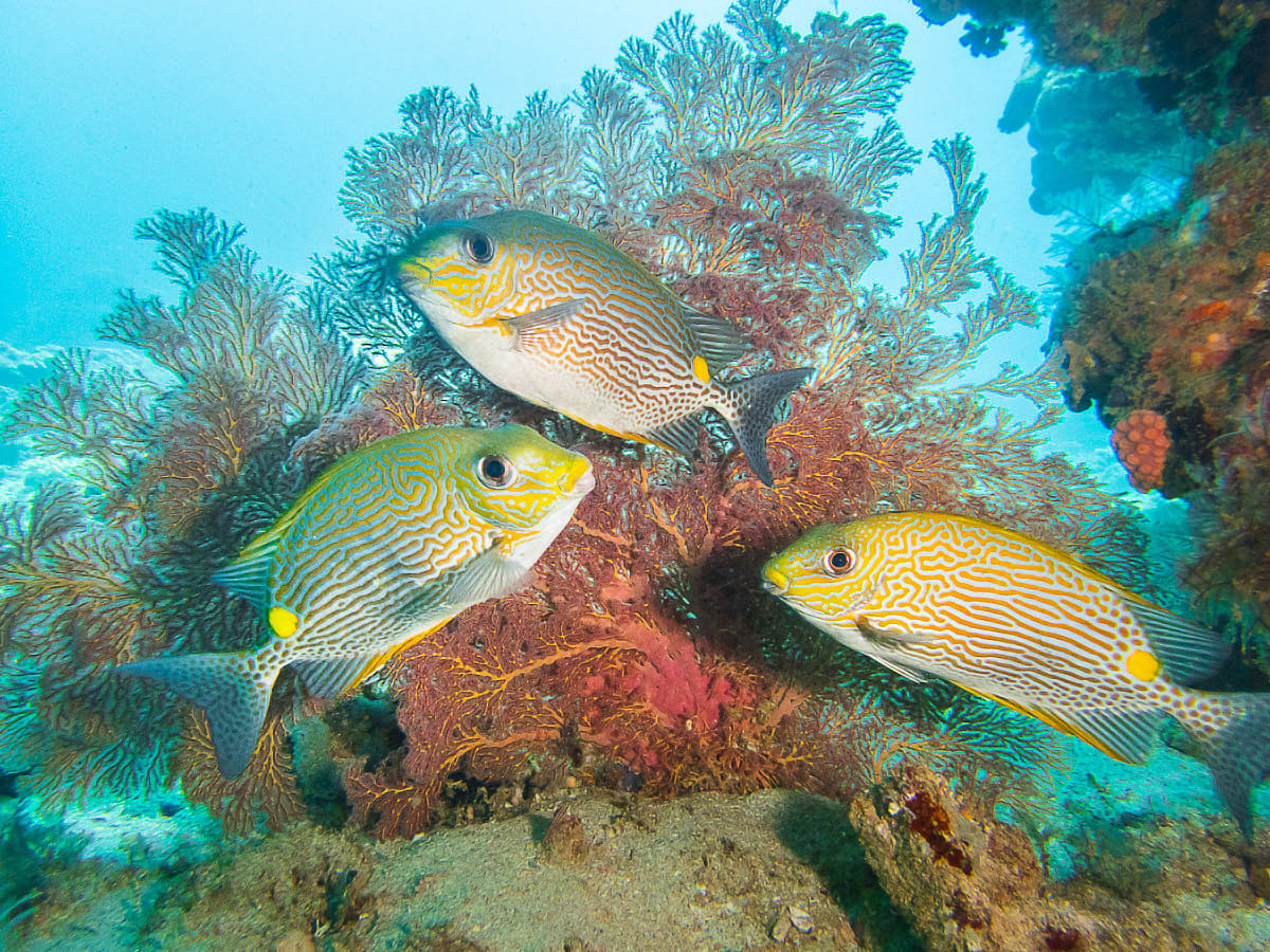 Indigenous Rangers Help Scientists Unlock Reef Secrets - Image 4