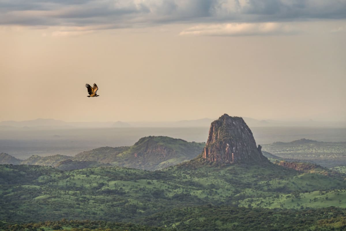 Flock of white storks flying over vast wetland landscape in South Sudan's Boma National Park