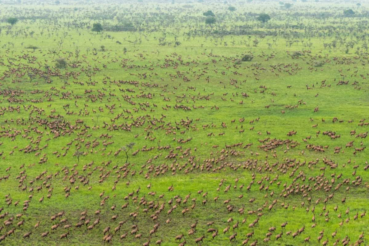 South Sudan Parks Become UNESCO Site, Safe Haven for Birds - Image 5