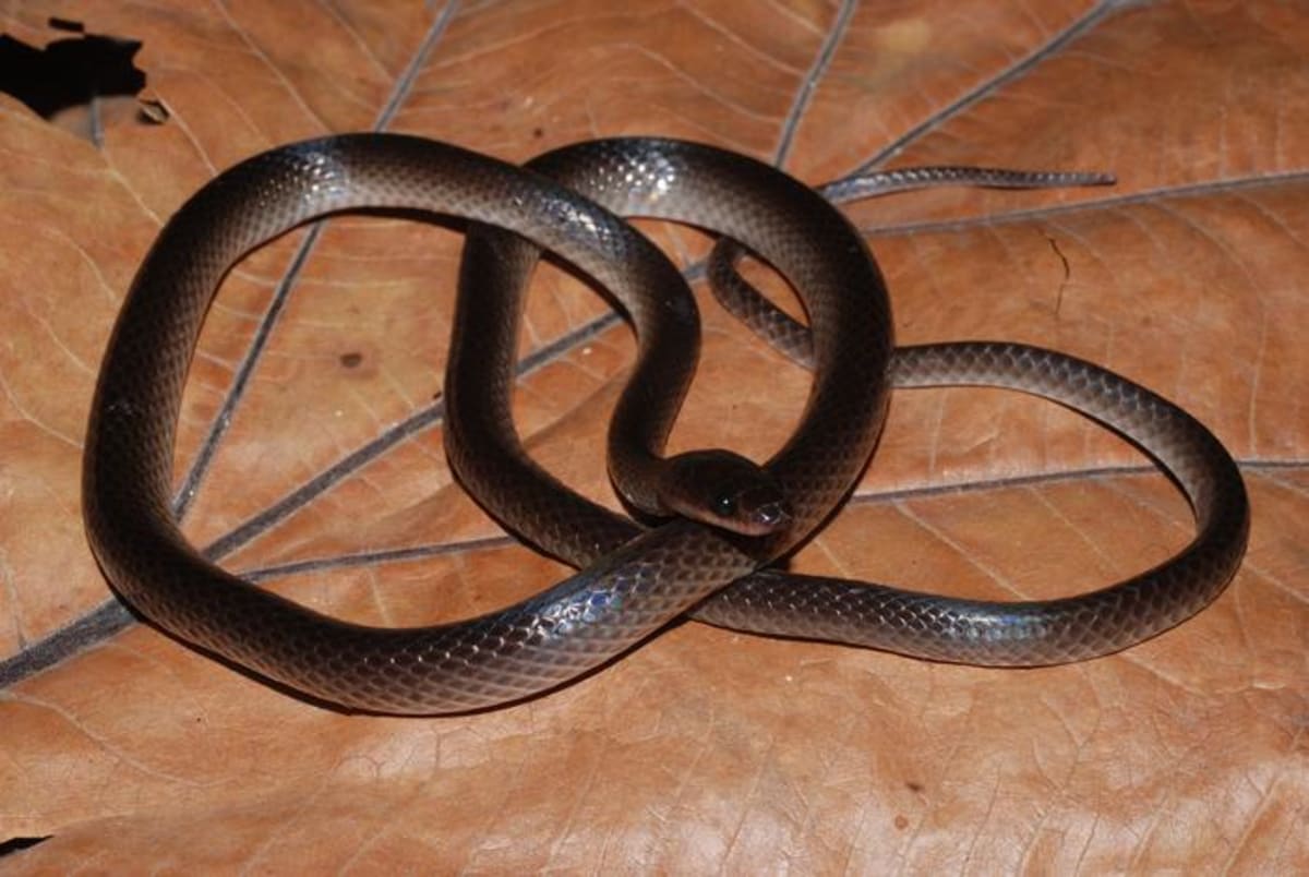 Reddish-brown Slash's groundsnake coiled on forest floor in Papua New Guinea