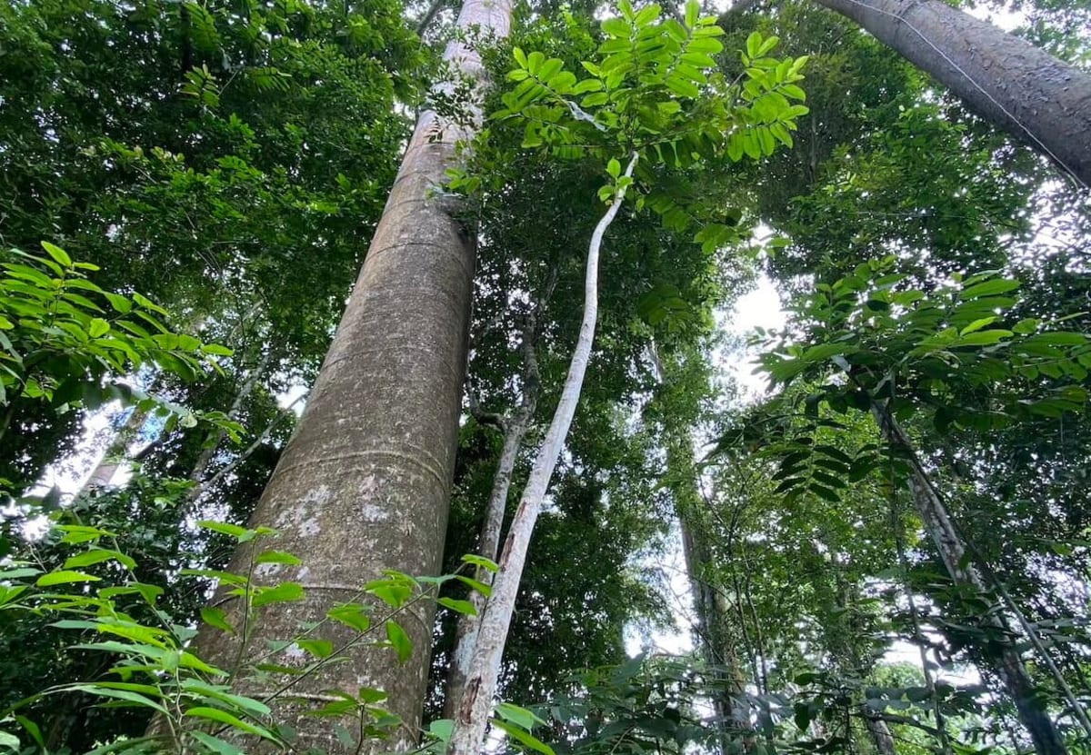 Panama Communities Use Jaguars to Save Threatened Forests - Image 4