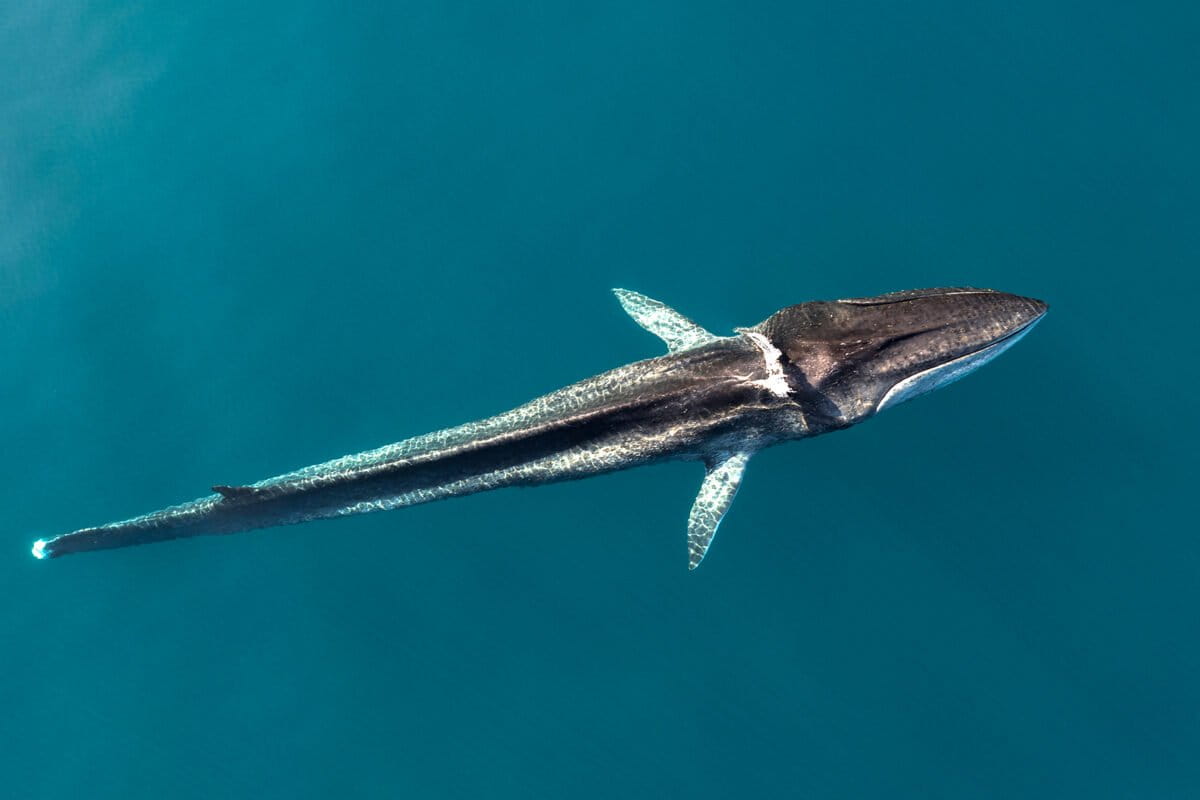 New Tech Could Save Mediterranean Whales From Ship Strikes - Image 2
