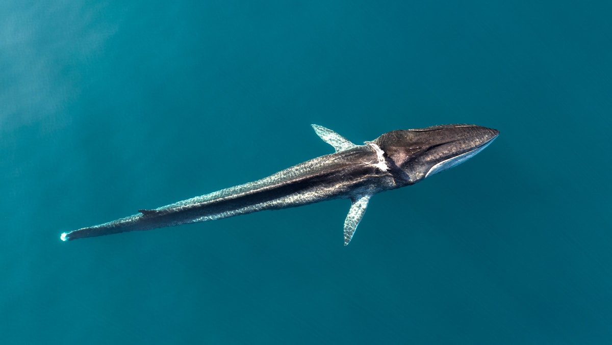 Sperm whale swimming vertically near ocean surface in Mediterranean waters