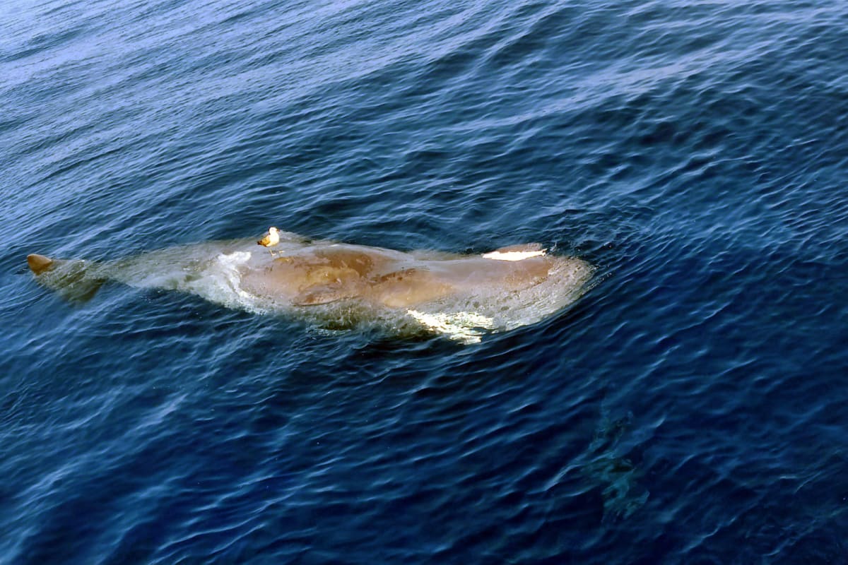 New Tech Could Save Mediterranean Whales From Ship Strikes - Image 5