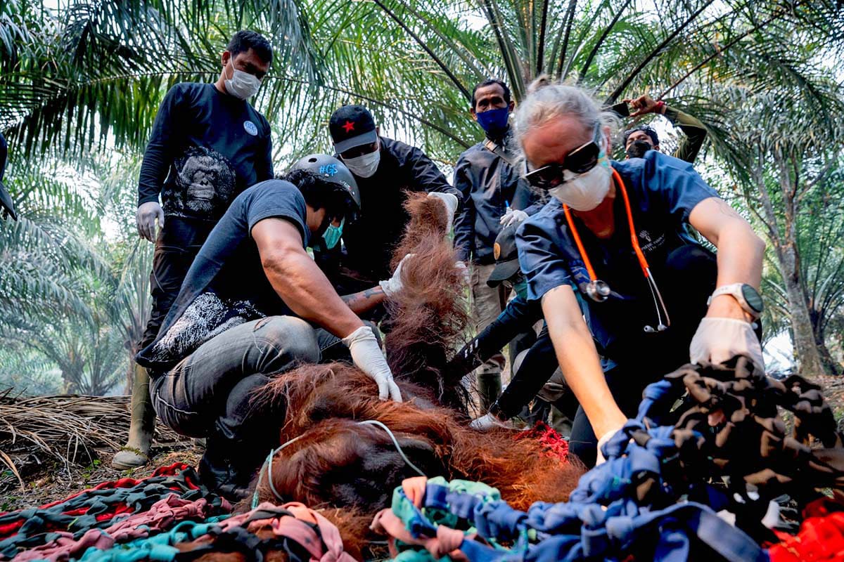 Rescuers Save 6 Orangutans From Borneo Wildfires