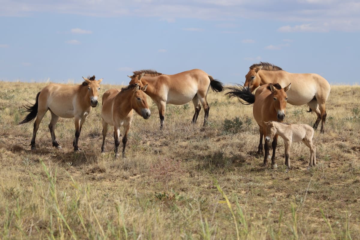 Wild Horses Born in Kazakhstan After 200-Year Gap - Image 4