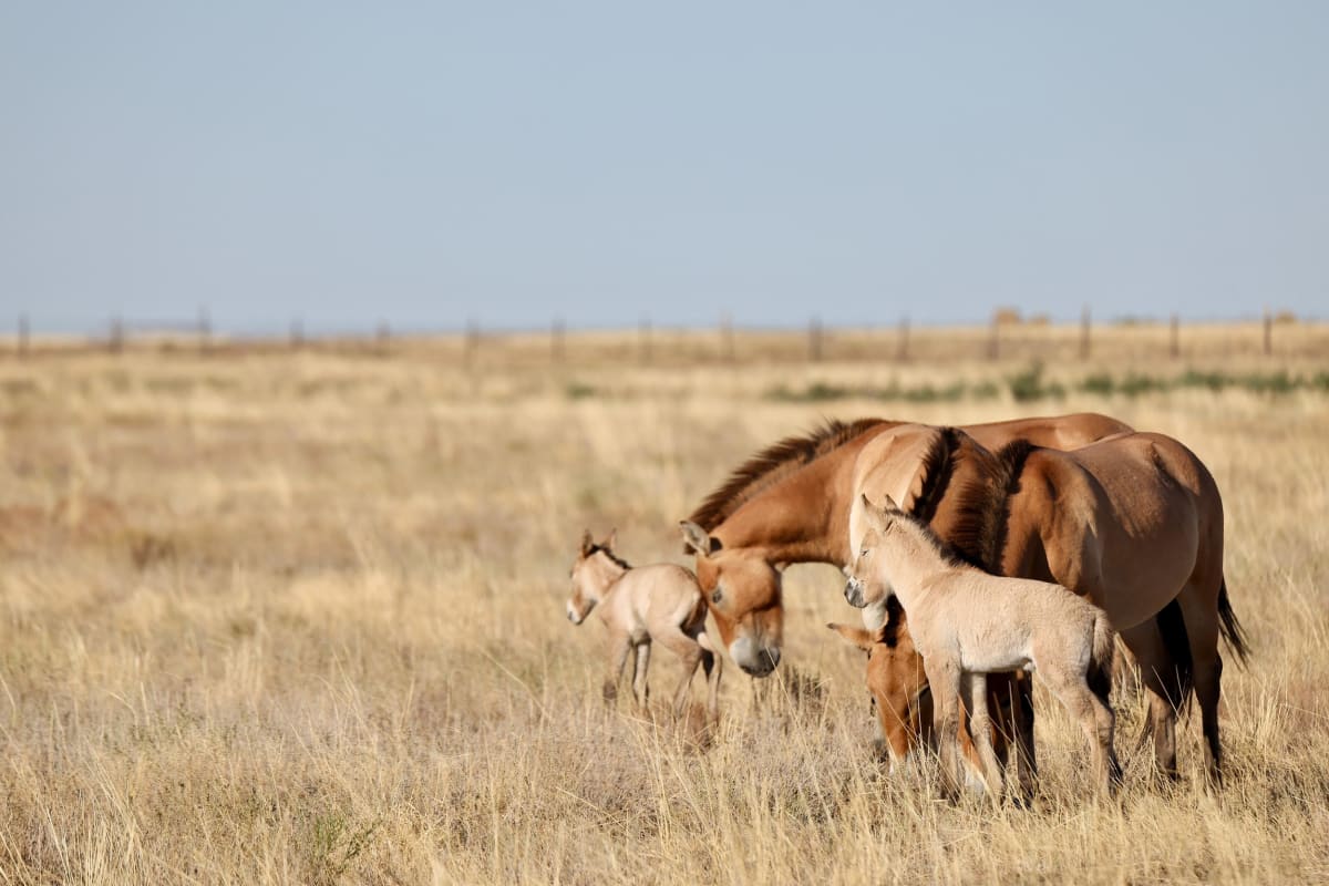 Wild Horses Born in Kazakhstan After 200-Year Gap