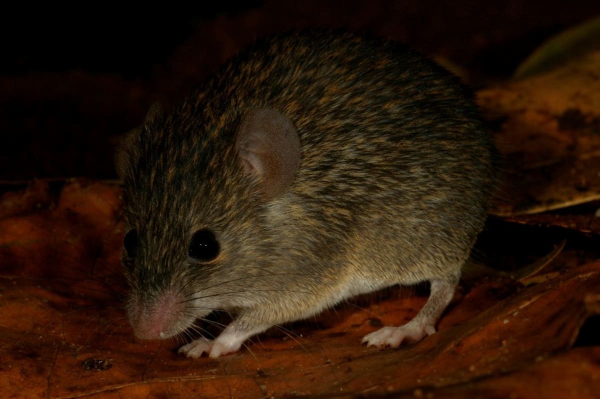 Burnt Coconut Bait Helps Find New Mouse in Sri Lanka