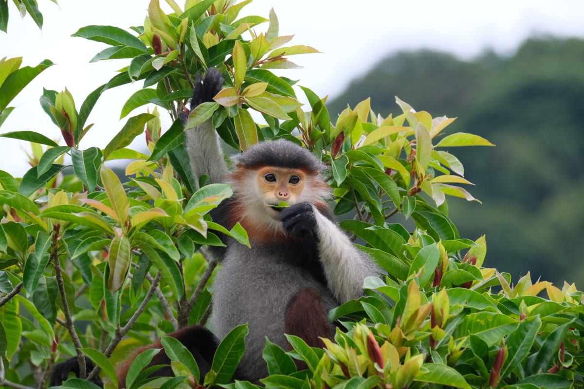 Vietnam Pays Families to Protect Wildlife Corridors - Image 4