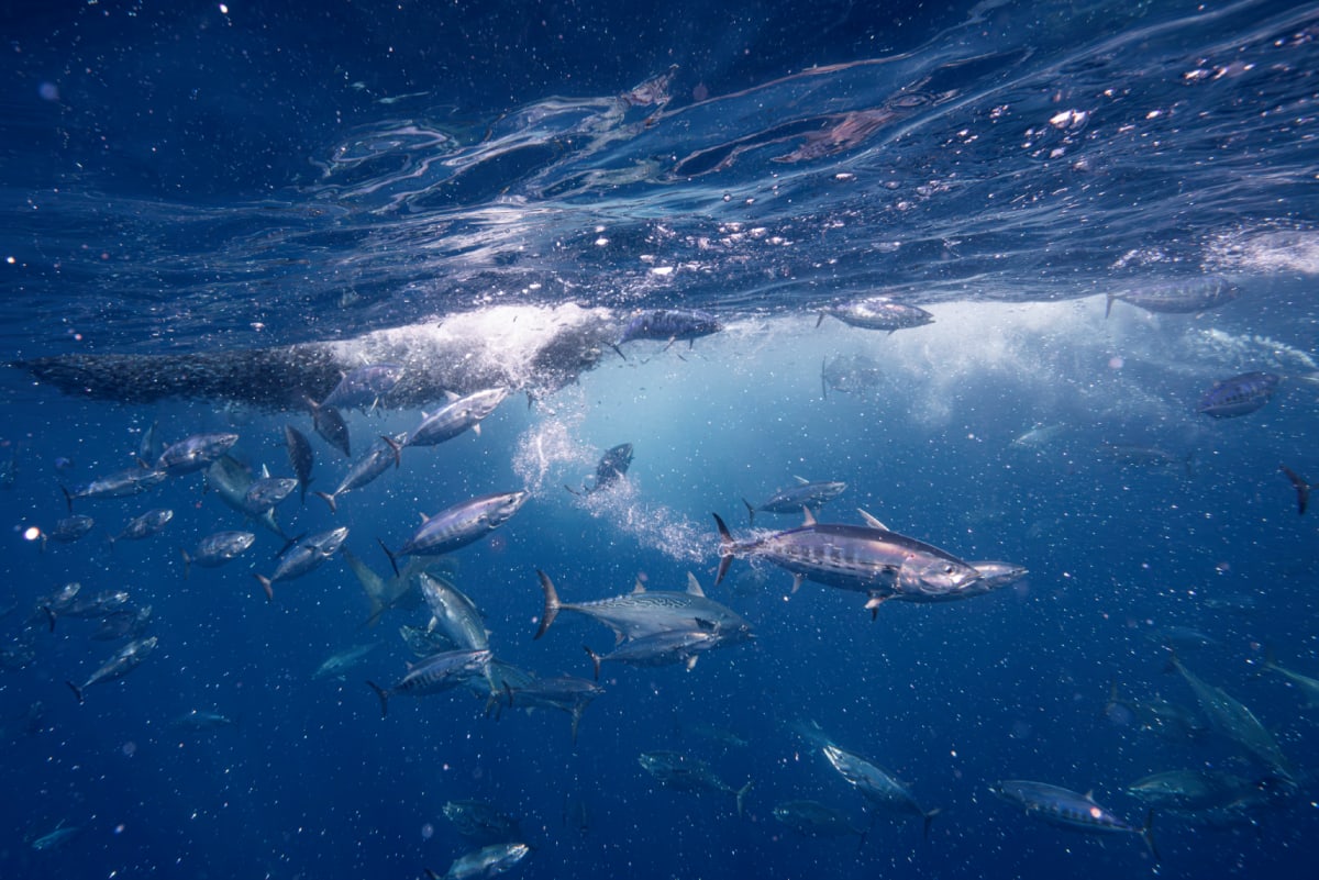 Pacific Bluefin Tuna Bounces Back from Near Extinction - Image 5