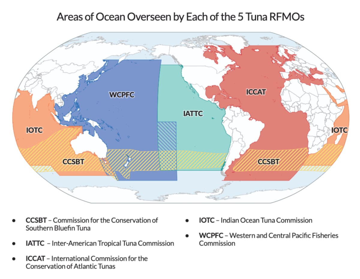 Pacific Bluefin Tuna Bounces Back from Near Extinction - Image 3