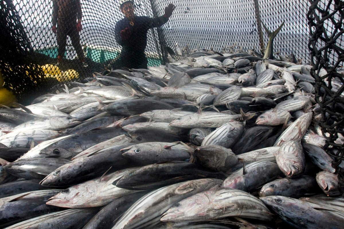 Pacific Bluefin Tuna Bounces Back from Near Extinction