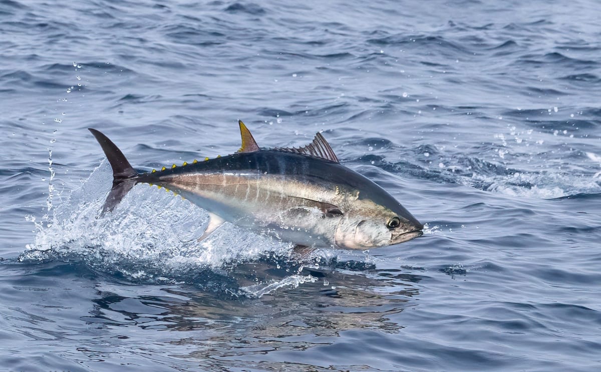 Pacific Bluefin Tuna Bounces Back from Near Extinction - Image 4