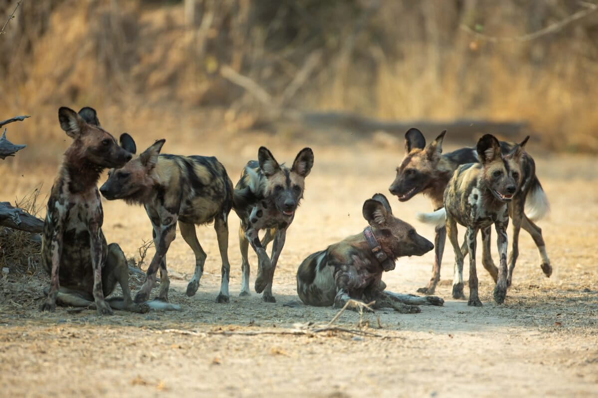 Wild Dogs Travel Record 2,500 Miles Across Zambia - Image 2