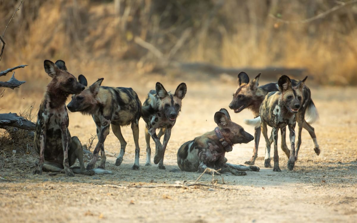 Wild Dogs Travel Record 2,500 Miles Across Zambia