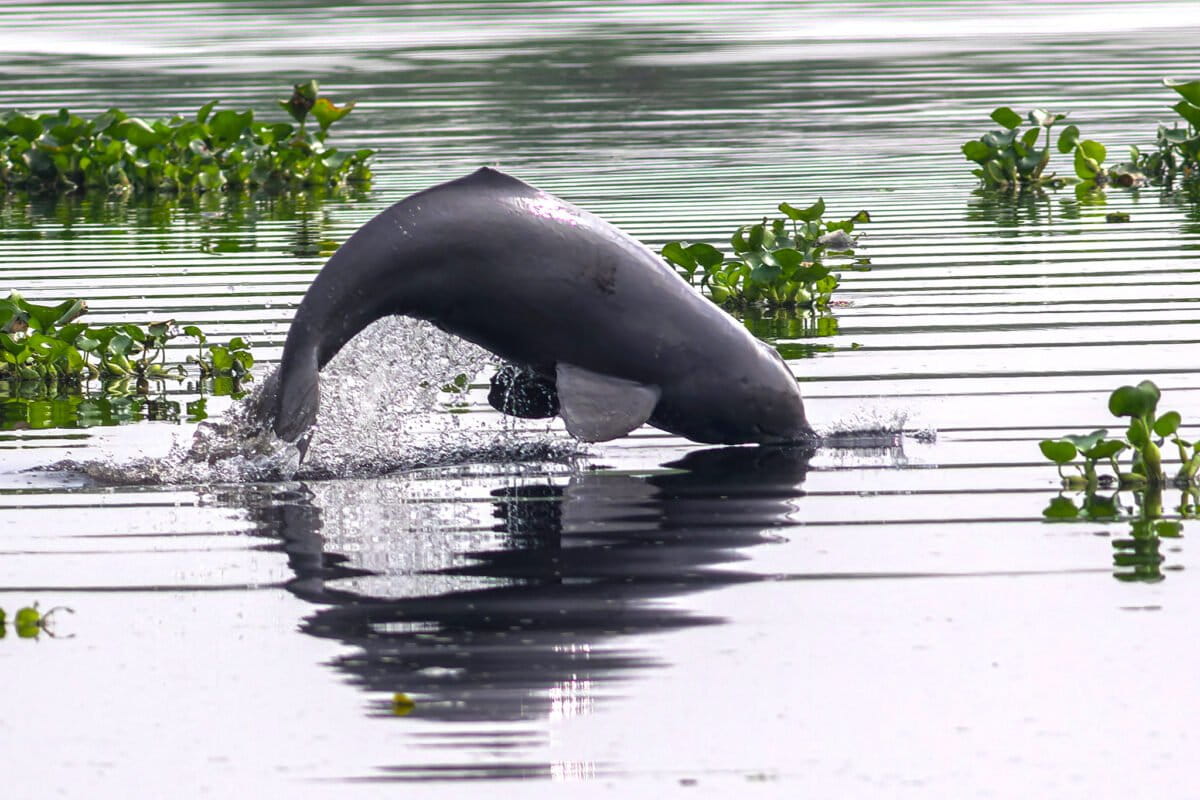 20 Dolphins Survive Bangladesh's Fifth Most Polluted River - Image 2