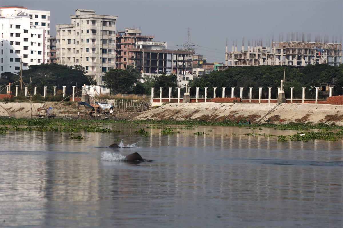 20 Dolphins Survive Bangladesh's Fifth Most Polluted River - Image 4