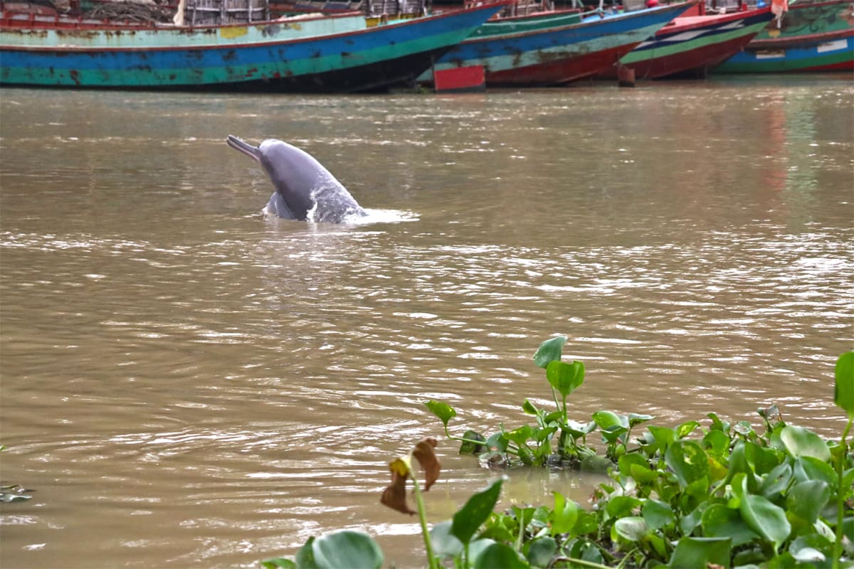 20 Dolphins Survive Bangladesh's Fifth Most Polluted River - Image 5