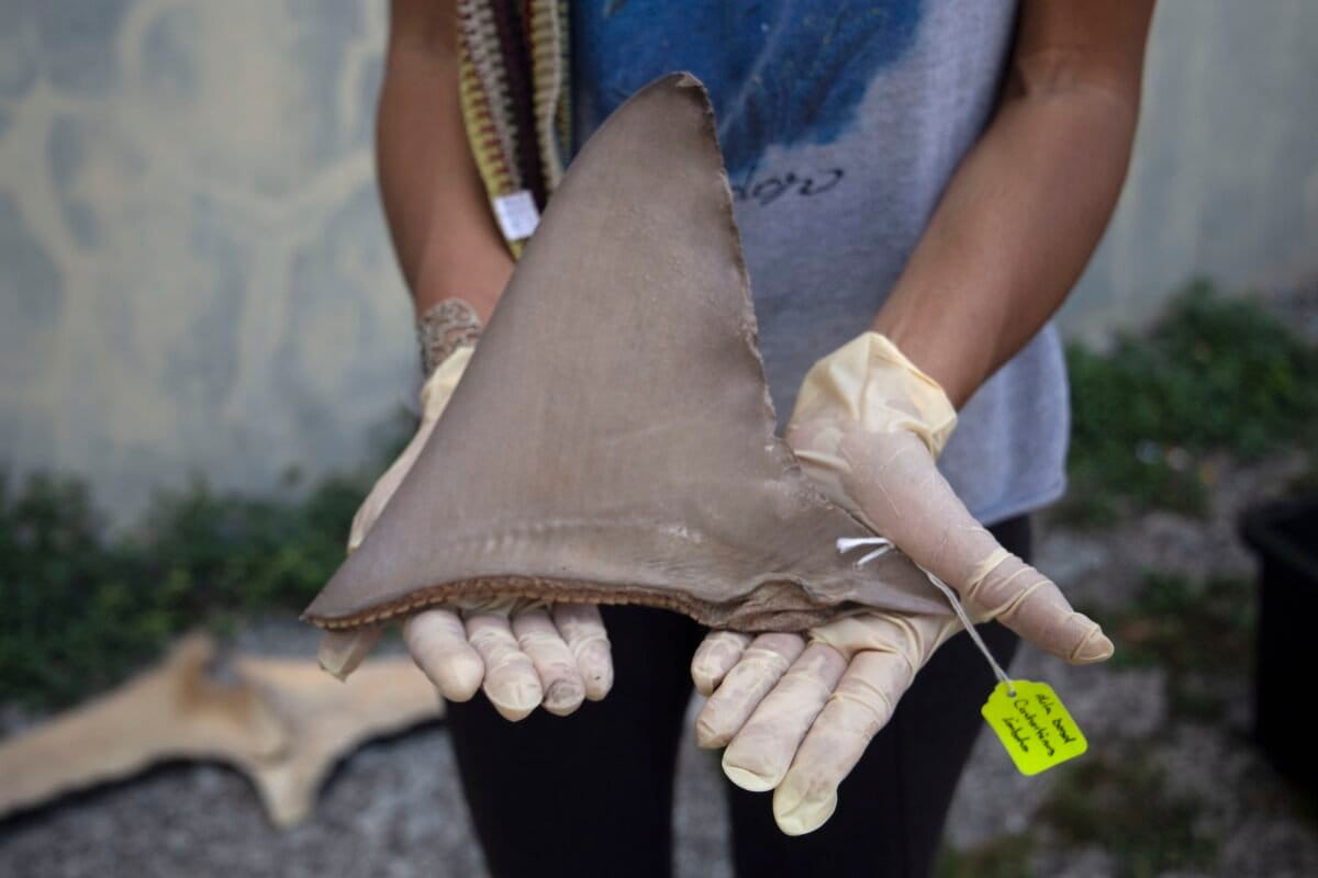 Panama Trains Fishers to Save Sharks Caught by Accident - Image 2