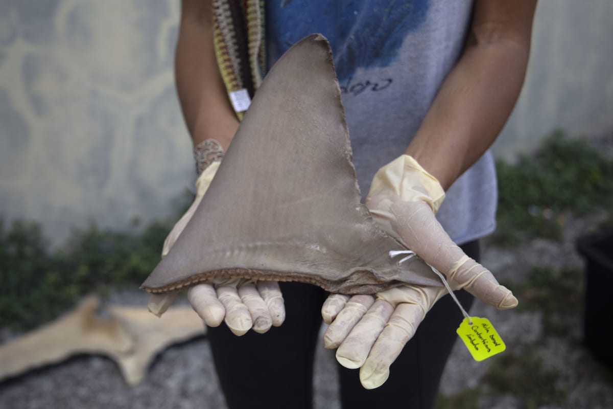 Marine biologist freeing large black devil ray from fishing net in Panama Bay