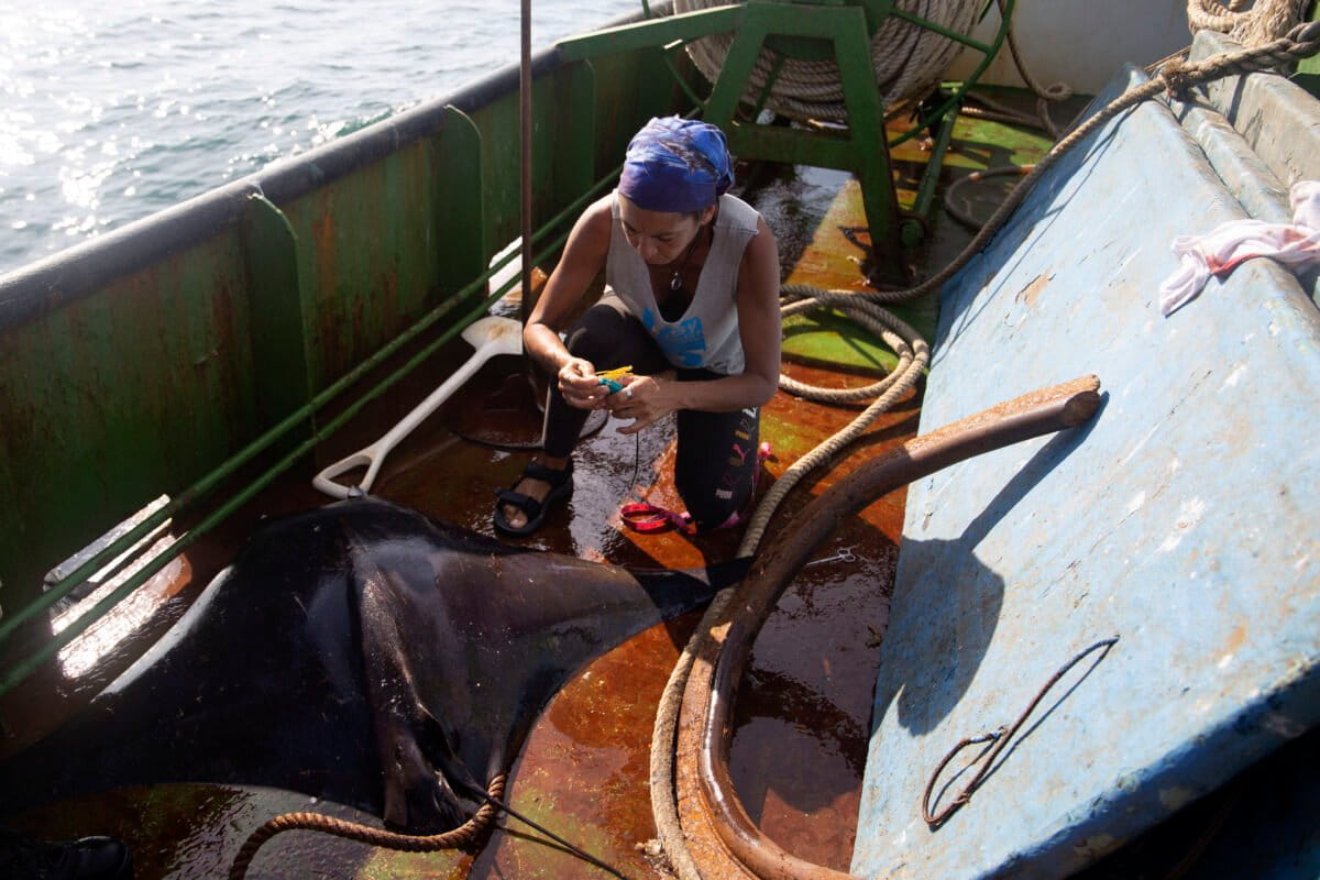 Panama Trains Fishers to Save Sharks Caught by Accident - Image 4