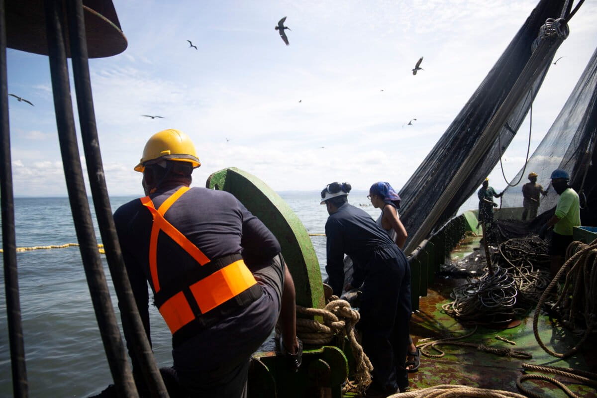 Panama Trains Fishers to Save Sharks Caught by Accident - Image 5