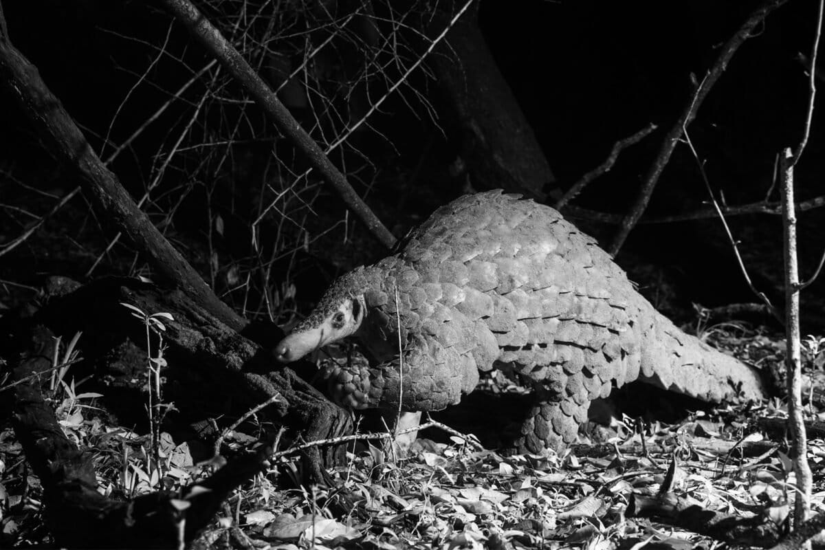 Maasai Landowners Save Kenya's Last 30 Giant Pangolins - Image 2