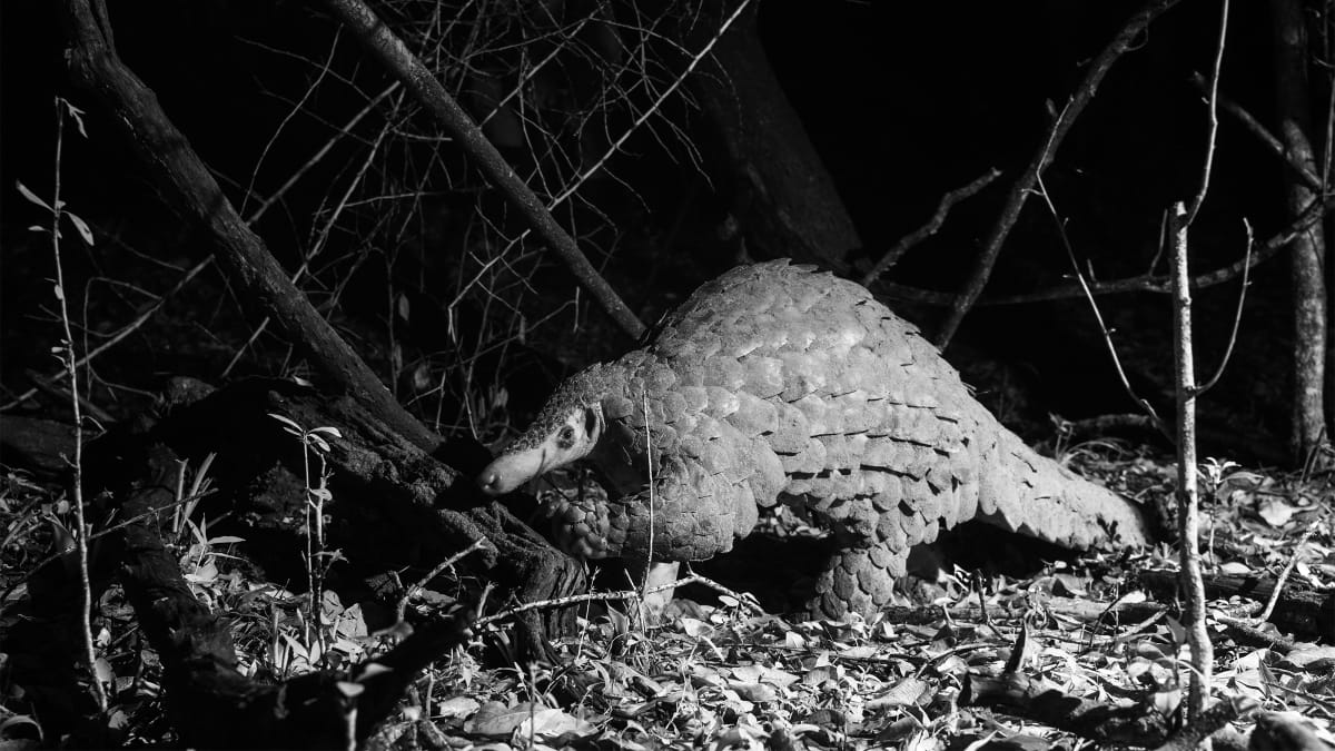 Maasai Landowners Save Kenya's Last 30 Giant Pangolins