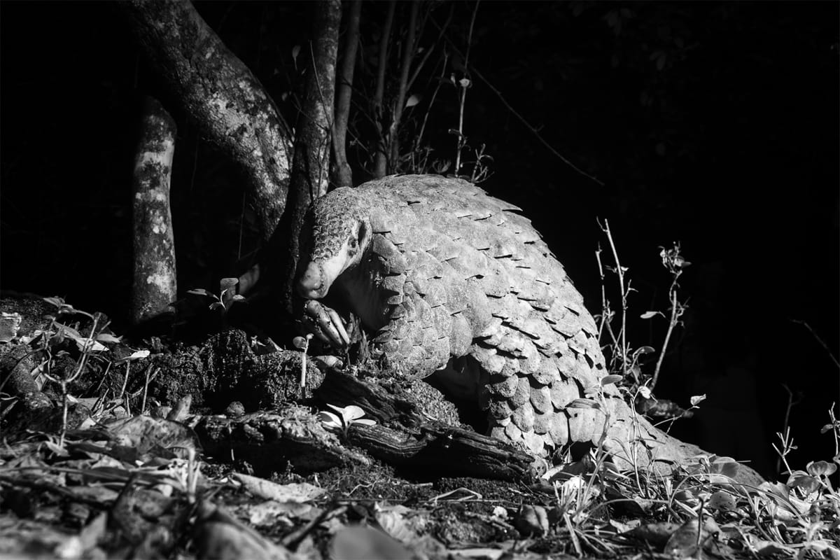 Maasai Landowners Save Kenya's Last 30 Giant Pangolins - Image 5