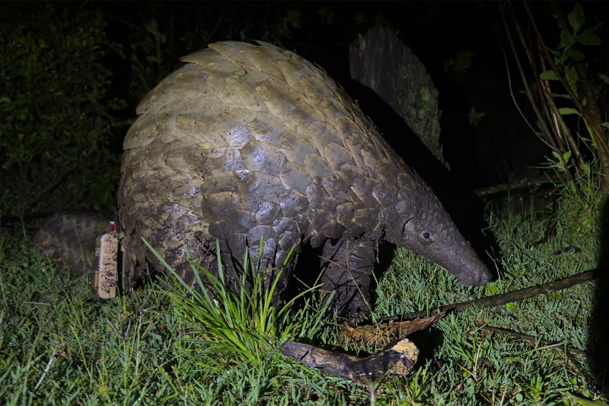 Maasai Landowners Save Kenya's Last 30 Giant Pangolins - Image 4
