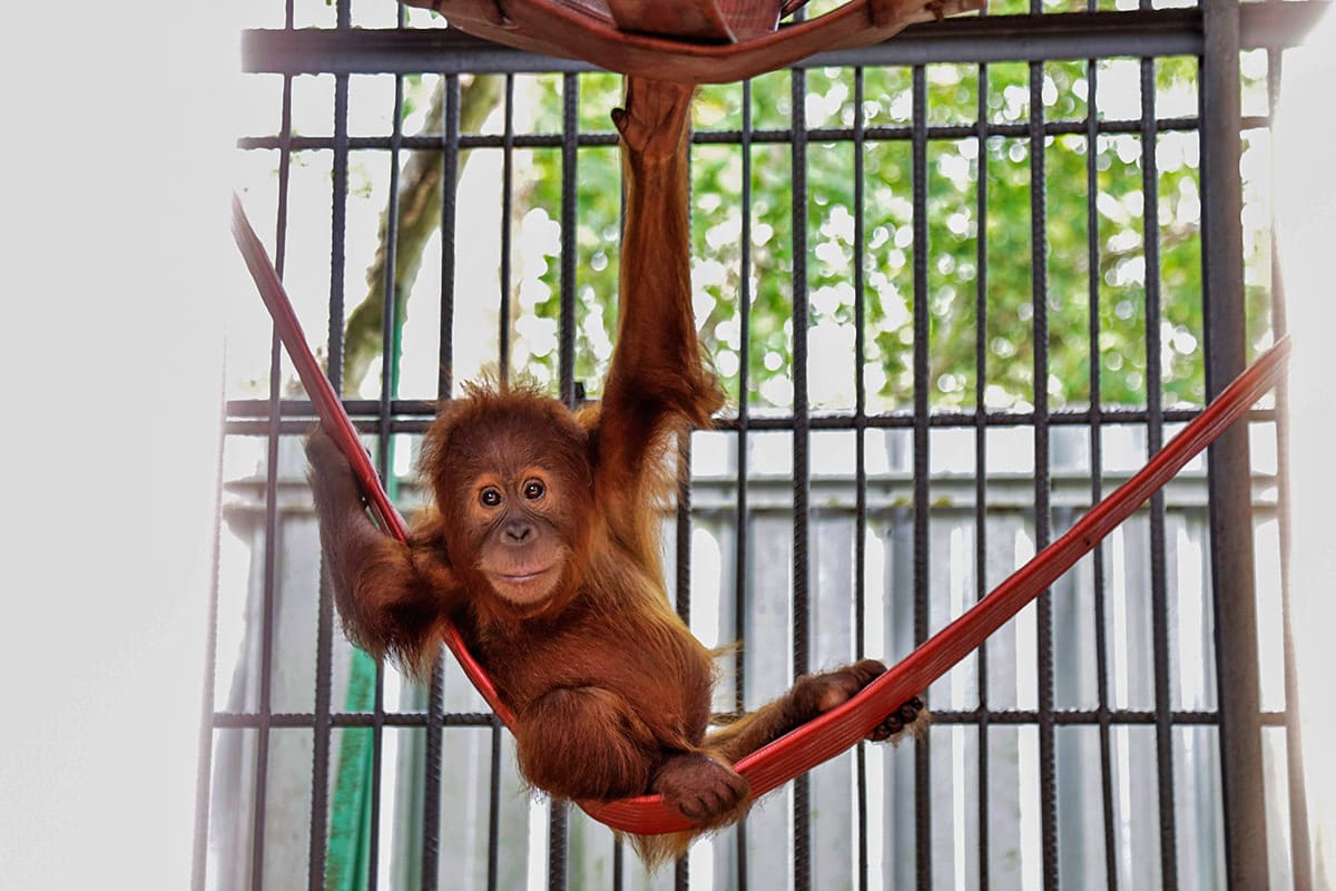 Young orangutan infant receiving care at rescue center in Indonesia after trafficking incident