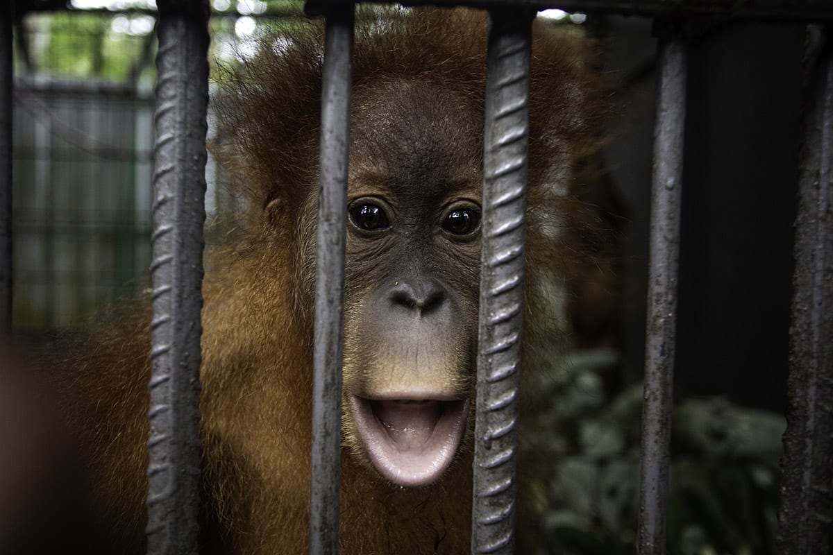 Five Baby Orangutans Found 1,250 Miles From Home in India - Image 3