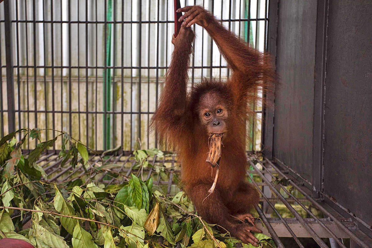 Five Baby Orangutans Found 1,250 Miles From Home in India - Image 5