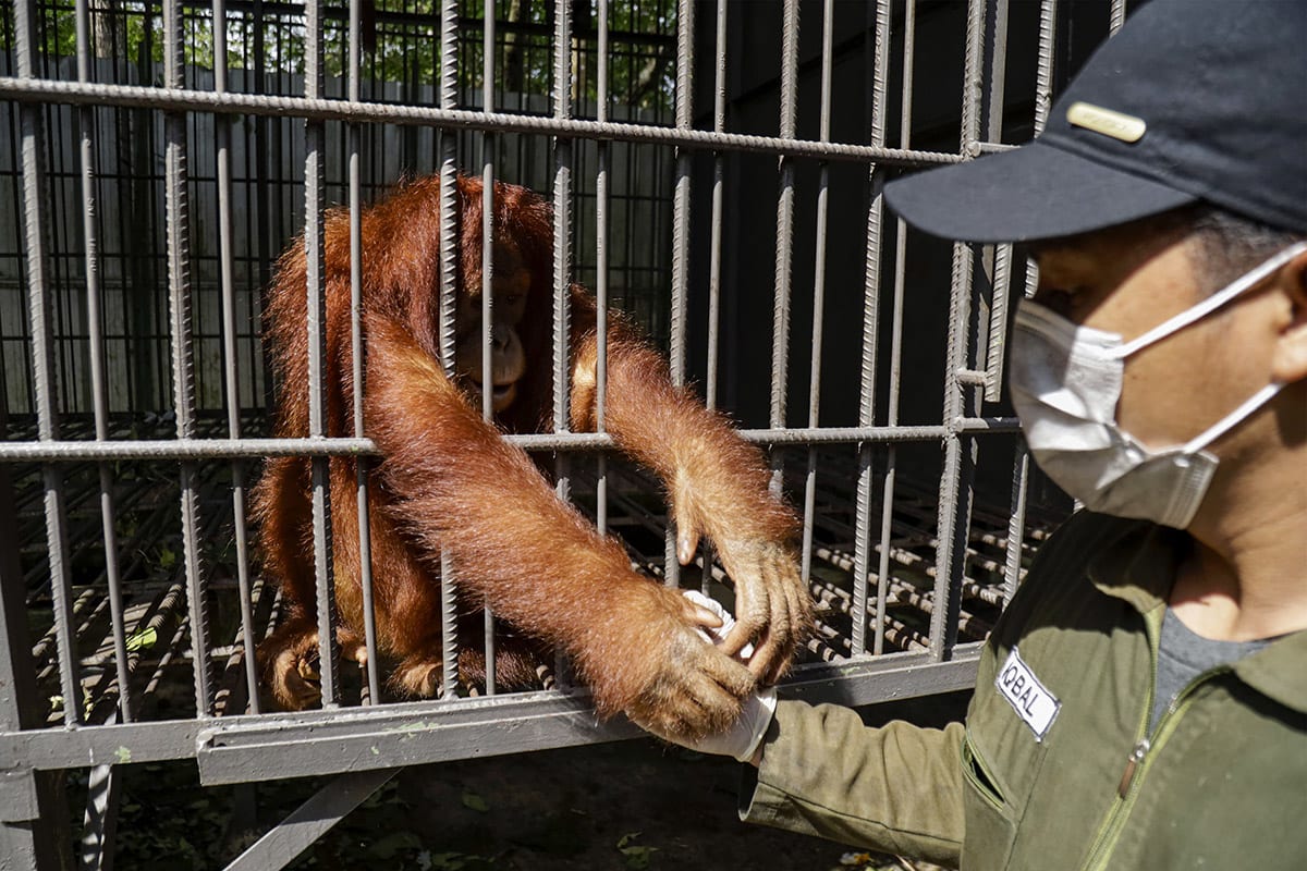 Five Baby Orangutans Found 1,250 Miles From Home in India - Image 4