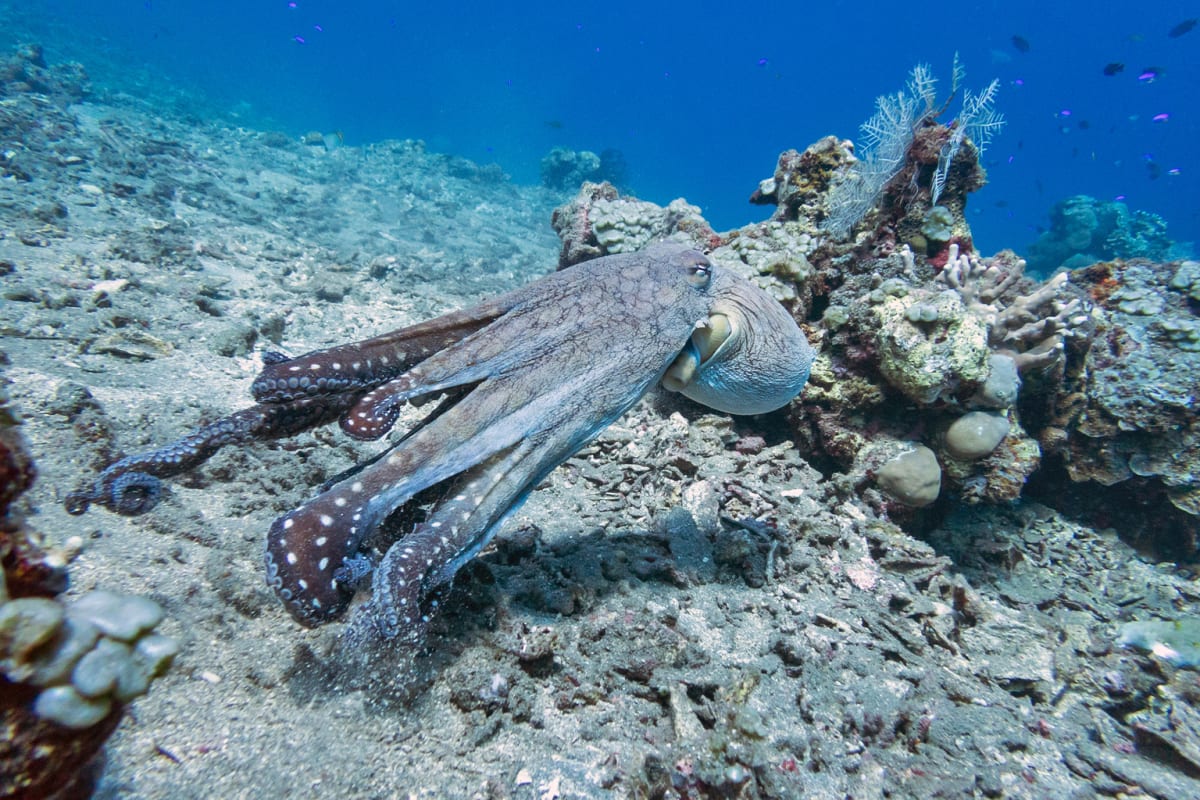 Indonesian Divers Return to Ancient Methods, Save Lives - Image 4
