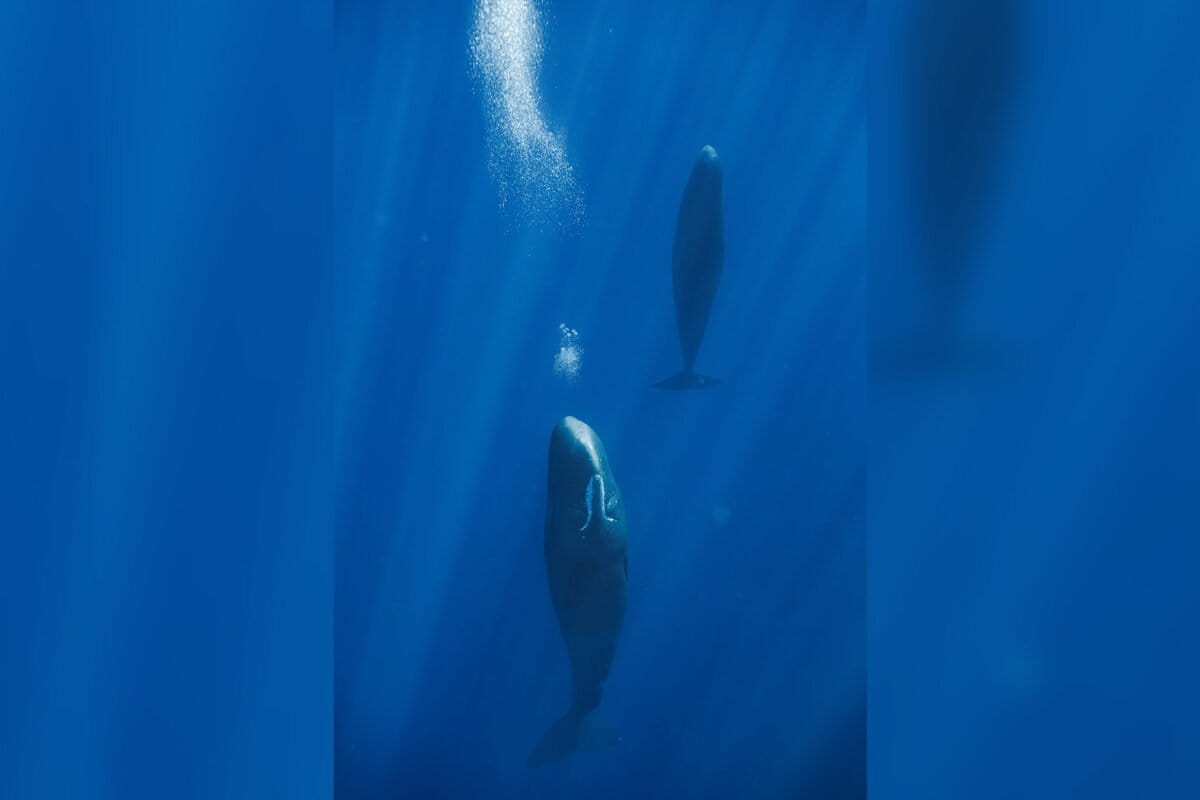 Sperm Whales Blow Bubbles to Float While Resting Upright - Image 2